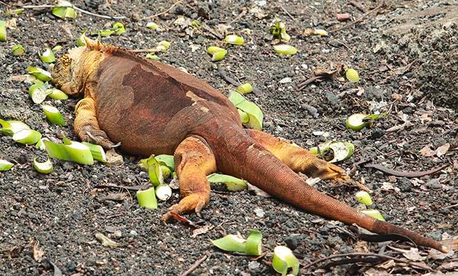 Flat out like a lizard....sunbaking © Annika Fredriksson